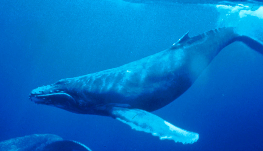 A humpback whale.